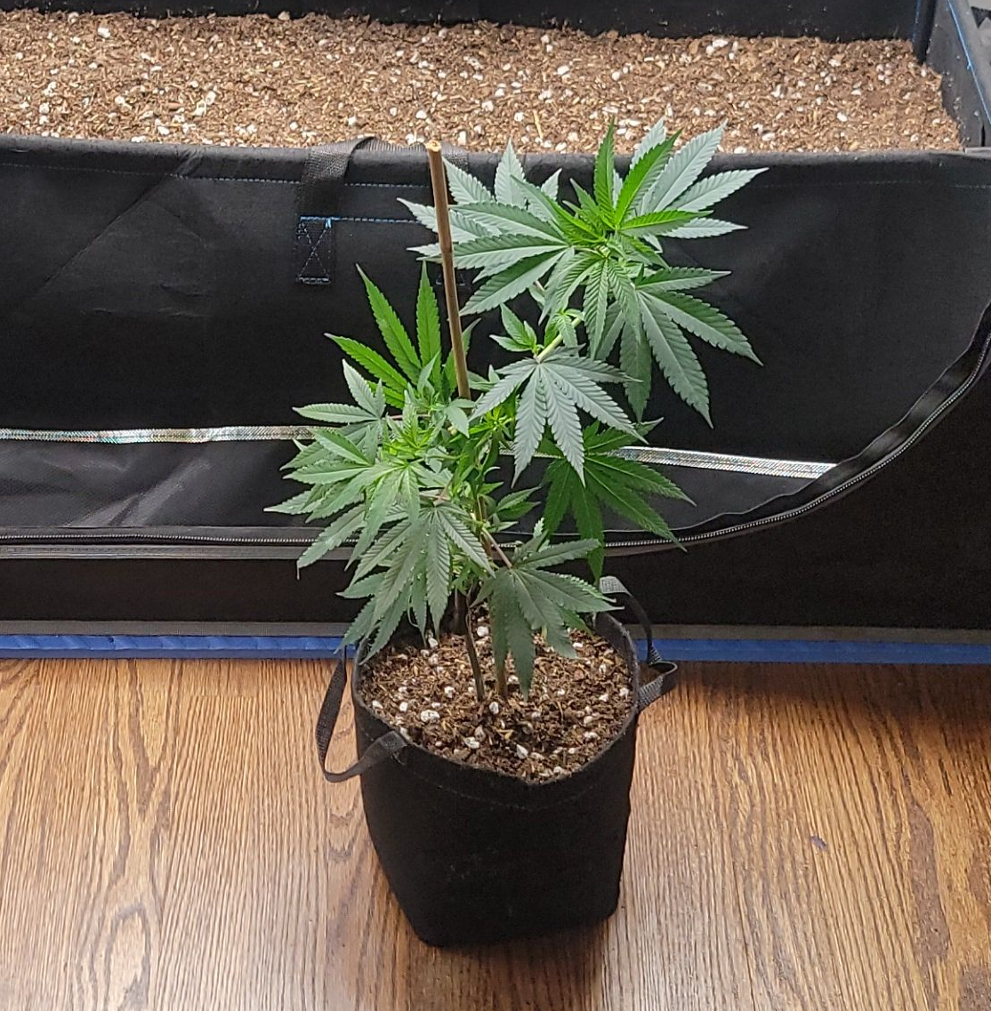 Rooted Cuttings - Premium Clones 5pk